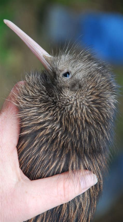 zealand kiwi bird  hand thinkstock kiwi animal kiwi bird pet birds