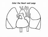 Lungs Heart Coloring Pages Human Anatomy Outline Drawing Diagram Respiratory System Lung Color Printable Getdrawings Getcolorings Comments Coloringhome sketch template