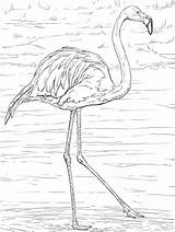 Flamant Ausmalbilder Coloriage Flamingos Flaming Fenicottero Malvorlage Ausmalbild Kolorowanki Bestcoloringpagesforkids Adults Supercoloring Kuba Dzieci Coole sketch template