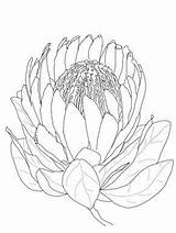 Protea Supercoloring Waratah Pinu Zdroj 출처 sketch template