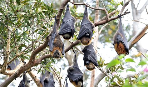 fruit bat facts   majestic megabat facts bridage