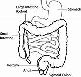 Intestine Clker Ibrahim Mohamed sketch template