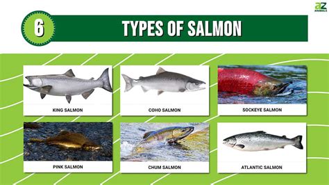 types  salmon   distinctive features   animals