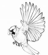 Drawing Birds Flight Cardinals Bird Flying Cardinal Getdrawings sketch template