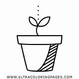 Soybean Germoglio Regar Clipartmag Brote Ultracoloringpages Stampare sketch template