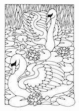 Coloring Kleurplaat Swans Edupics sketch template