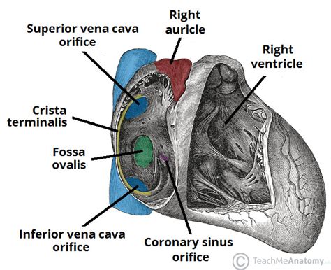 chambers   heart atria ventricles teachmeanatomy