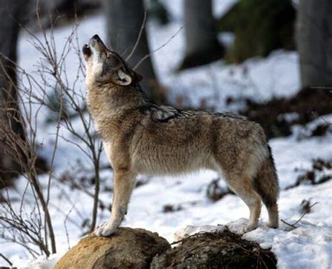 le blog de emeline auguste le loup gris