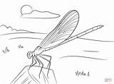 Coloring Damselfly Pages Blue Butterfly Printable Supercoloring Dragonfly Stands Plant Drawing Coloringbay Categories sketch template