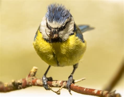 How To Feed Fledgling Birds Happy Beaks Blog