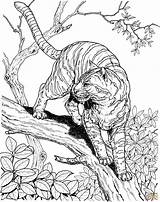 Tigre Giungla Stampare Supercoloring sketch template