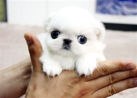 smallest teacup dog breeds dog training teacup dog breeds puppies