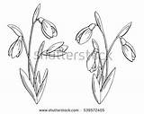 Snowdrop Drawing Snowdrops Sketch Flower Getdrawings Vector Isolated Graphic Illustration Shutterstock sketch template