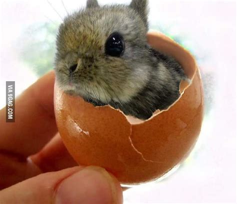 bunny   egg gag