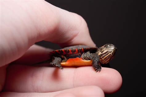 baby eastern painted turtle   caught today   cute