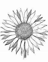 Sunflower Coloring Pages Color Adults Drawing Template Printable Sunflowers Kids Colouring Print Flowers Simple Drawings Getcolorings Supercoloring Clipartmag Getdrawings Van sketch template