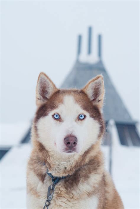 brown husky blue eyes husky sledding  salla dog photography outdoor adventures dogs