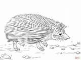 Hedgehog Coloring Eared Indian Long sketch template