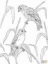 Coloring Canary Canaries Pages Atlantic Printable Supercoloring Popular Coloringhome sketch template