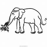 Elefante Comendo Desenho Ultra sketch template