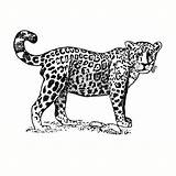 Jaguar Coloriage Animaux Coloriages Kb sketch template