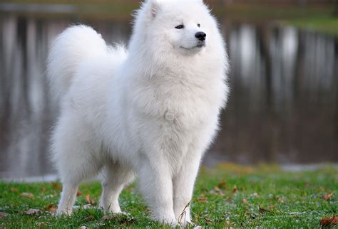 samoyed puppies wallpapers