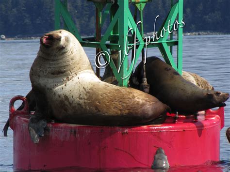 sea lions juneau alaska alaskan cruise juneau sea lion