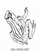 Zaba Decu Zabe Crtezi Bojanke Frogs sketch template