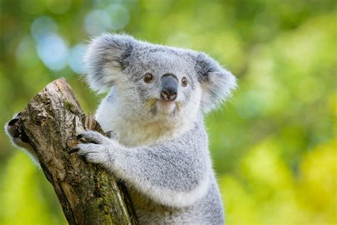 lending  helping hand  koalas    international wildlife