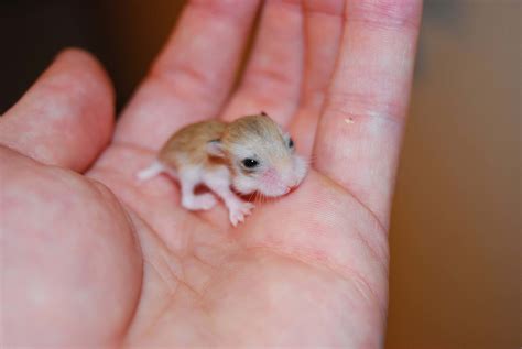 cutest baby hamsters youve   hamster fun pics