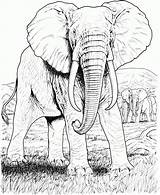 Realista Elefante sketch template