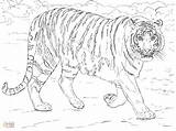 Coloring Tiger Bengal Pages Print Color Printable Getcolorings Getdrawings sketch template