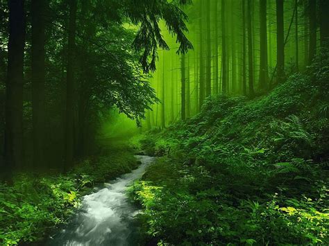green nature deep forest river wallpapers hd desktop  mobile backgrounds