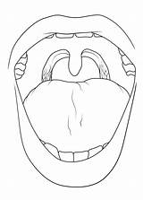 Tonsils Sketch Anatomy Myhealth Alberta Ca Pages sketch template