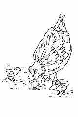 Coloring Hen Chicks Hungry sketch template