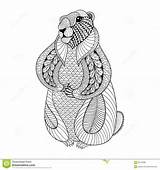 Coloring Pages Adult Groundhog Doodle Drawn Hand Zentangle Dreamstime February sketch template