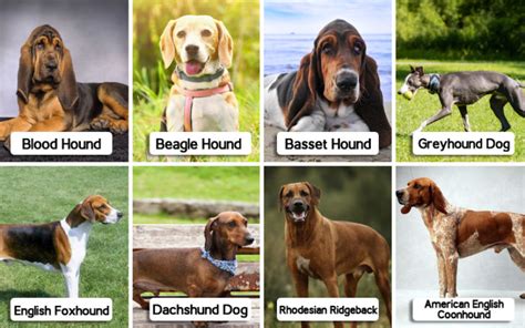 hound dog breeds  wikipedia
