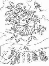 Evolution Papillons Colorear Papillon Pupa Larva Primavera Dessins Monarch Greluche sketch template