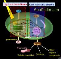 goalfinder photosynthesis advanced animated easy science technology software