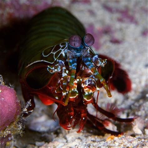 63 Best Images About Mantis Shrimp On Pinterest The