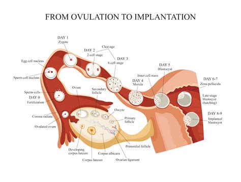 How Soon Does Implantation Occur After Ovulation Pregnancy Test