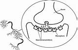 Synapse Synaptic Diagram Neurotransmitter Citizendium Postsynaptic Dendrite Axon Abuse Highly sketch template