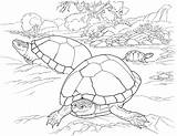 Coloring Pages Desert Turtle Tortoise Animals Turtles Animal Printable Color Southwest Deserts Eggs Reptile Laying Beach Sandy Timid Lives Kids sketch template