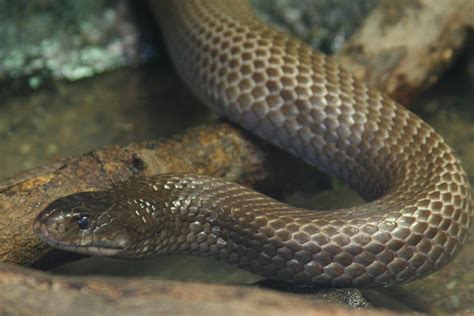king brown snake detroit zoo