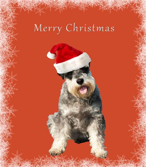christmas   dogs   top  popular review  christmas  card