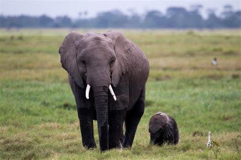 elefant kostenlose tierbilder