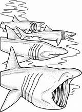 Squalo Elefante Basking Tiburones Requin Sharks Jaws Squali Disegnare Martello Megalodon Disegnidacolorare Scribblefun sketch template