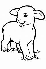 Lamb Coloring Pages Baby Getcolorings Color Printable sketch template
