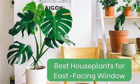 houseplants  east facing window   indoor plants houseplantsinfocom