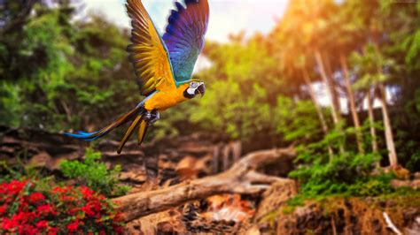 parrot colour background